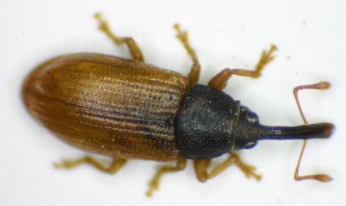 Réf. 255 236 : Derelomus subcostatus